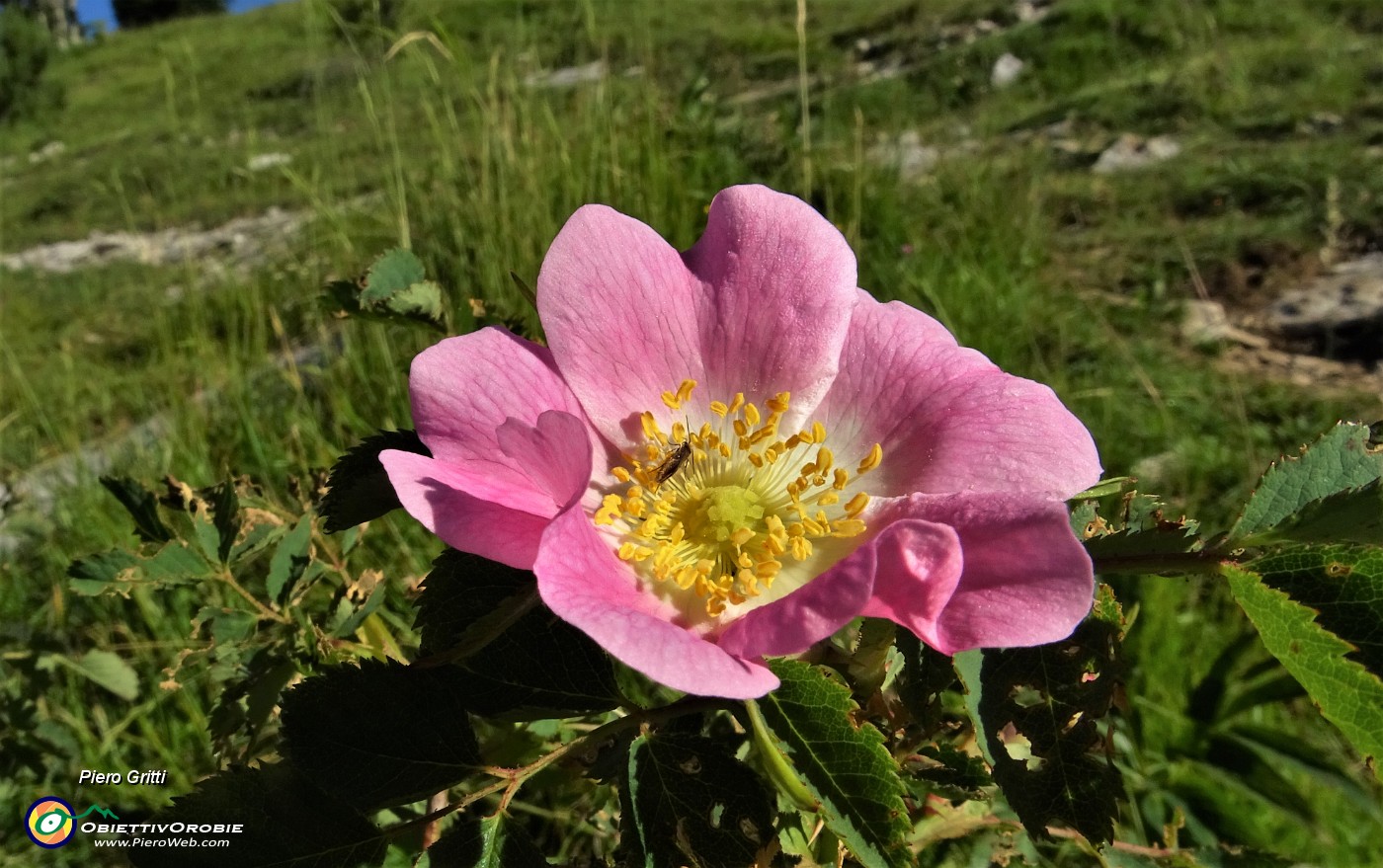 10 Rosa canina sul sent. 221 per Rif. Capanna 2000 .JPG